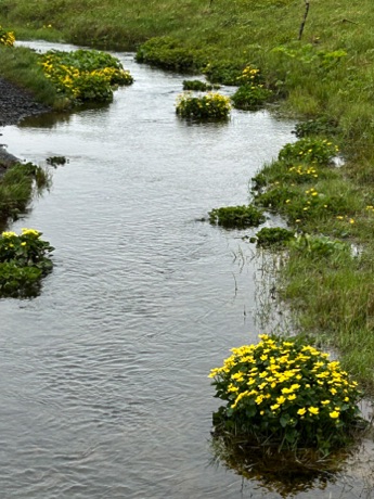 stream from Seljalandsfoss waterfall
